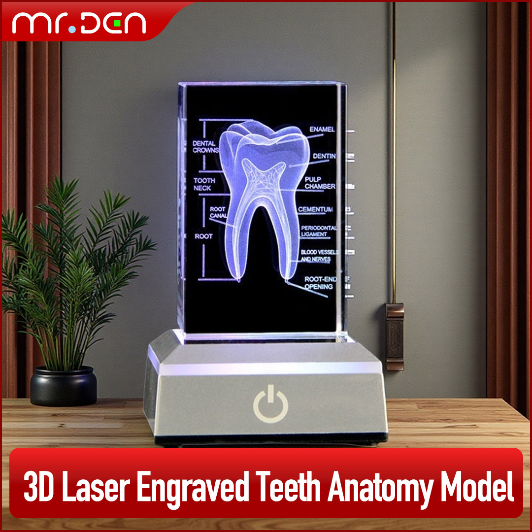 Dental 3D Laser Engraved Human - Paper Weight Crystal recension och pris