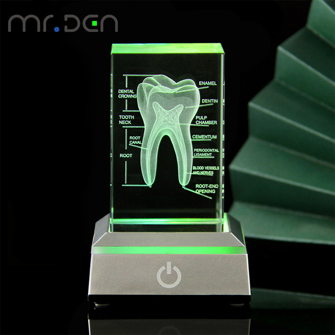 Dental 3D Laser Engraved Human - Paper Weight Crystal recension och pris