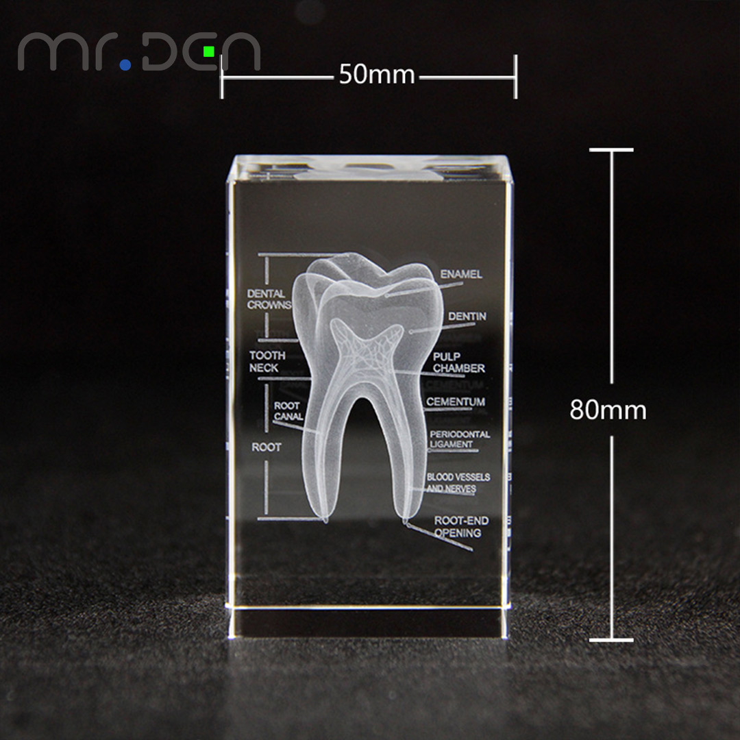 Dental 3D Laser Engraved Human - Paper Weight Crystal recension och pris